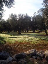 Terra rossa / Red soil (Paola Maria Russo)